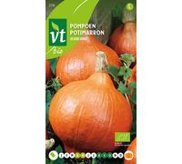 Courge Uchiki Kuri Graines- Env. 2 gr | VT_210