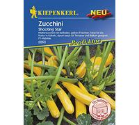 Courgette - Étoile filante de courgette de Kiepenkerl