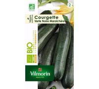 Courgette Verte Noire Maraichere Bio Vilmorin Noir
