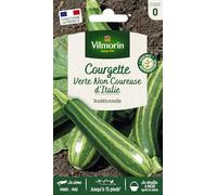 Vilmorin Courgette non coureuse d’Italie