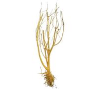 Courtieyeardceastea Arbre naturel en bois flotté pour aquarium Mikie Deadwood Paysage Poids facile à nettoyer Petite branche Poisson Terrarium Décor Grand
