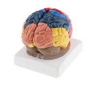 Courtieyeardceastea Maquette anatomique réaliste de cerveau humain pour l'enseignement, coloré, Lifesize, comme description