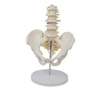 Courtieyeardceastea Modèle anatomique du bassin humain avec vertèbres lombaires amovibles, blanc, 28x25x15cm, comme description