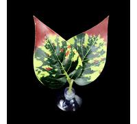 Coussin de repos à ventouse pour aquarium Bettas Fish Hamac Bed Fishtanks Frayer Ground Leaf Aquariums Fournitures d'élevage Décoration d'aquariums