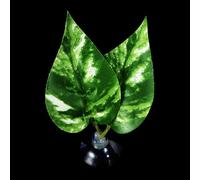 Coussin de repos à ventouse pour aquarium Bettas Fish Hamac Bed Fishtanks Frayer Ground Leaf Aquariums Fournitures d'élevage Décoration d'aquariums