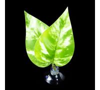 Coussin de repos à ventouse pour aquarium Bettas Fish Hamac Bed Fishtanks Frayer Ground Leaf Aquariums Fournitures d'élevage Décoration d'aquariums