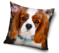 Coussin décoratif - Cavalier king Charles spaniel