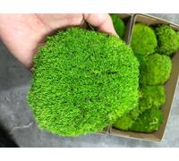 Coussin en Mousse préservée pour Chignon - Vert Naturel - Décoration réelle (Vert-B) (0.15 m²)