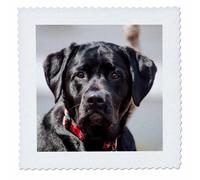Couverture carr e 3dRose 40 x 40 cm, motif labrador retriever noir, photo