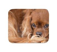 Couverture De Canapé Douce Amie Ruby, Cavalier King Charles Spaniel S
