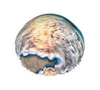 Couverture de cheveux pour la douche, motif plage, coucher de soleil, vagues de l'océan, réglable, grand bonnet de douche imperméable et élégant