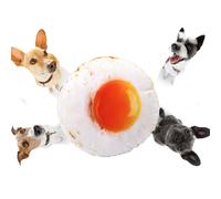 Couverture en microfibre de polyester peluche, idéale pour les câlins saisonniers des animaux et de leurs maîtres, décoration intérieure con