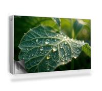 Couverture Magnétique 100x60 cm Cache Radiateur Anti-poussière Tapis Design pour Radiateurs Facile à Installer Protège et Décore - Gros Plan de Feuille avec des Gouttes de rosée sur Fond Sombre
