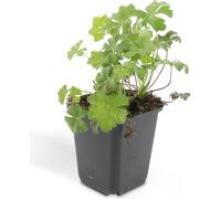 Couvre-sol - Bec de cigogne de Cambridge - Geranium cantabrigiense 'Biokovo' - pot de 9cm - Set de 40 plantes