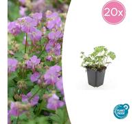 Couvre-sol - Bec de cigogne - Geranium cantabrigiense 'Cambridge' - Pot de 9cm - Set de 20 plantes
