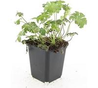 Couvre-sol - Bec de cigogne - Geranium cantabrigiense 'Cambridge' - Pot de 9cm - Set de 60 plantes