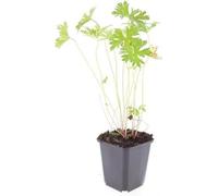 Couvre-sol - Bec de cigogne - Geranium pratense 'Johnson's Blue' - Pot de 9cm - Set de 60 plantes
