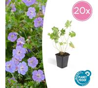 Couvre-sol - Bec de cigogne - Géranium 'Rozanne' - pot 9cm - Set de 20 plantes