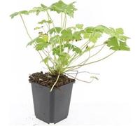 Couvre-sol - Bec-de-perroquet des Balkans - Geranium macrorrhizum 'Czakor' - pot de 9cm - Set de 60 plantes