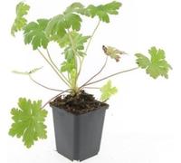Couvre-sol - Bec-de-perroquet des Balkans - Geranium macrorrhizum 'Ingwersen's Variety' - pot de 9cm - set de 6 plantes
