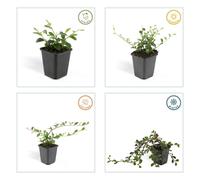 Couvre-sol - Cotoneaster dammeri - Cotoneaster nain - Pot de 9cm - Set de 40 plantes