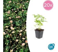 Couvre-sol - Fraise des bois - Fragaria vesca - Pot de 9cm - Kit de 20 plantes