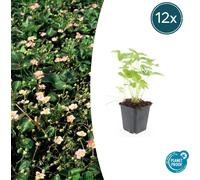 Couvre-sol - Fraise des bois - Fragaria vesca - Pot de 9cm - Set de 12 plantes
