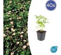 Couvre-sol - Fraise des bois - Fragaria vesca - Pot de 9cm - Set de 40 plantes