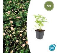Couvre-sol - Fraise des bois - Fragaria vesca - Pot de 9cm - Set de 6 plantes