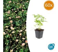 Couvre-sol - Fraise des bois - Fragaria vesca - Pot de 9cm - Set de 60 plantes