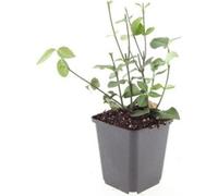 Couvre-sol - Fusain pourpre - Euonymus fortunei 'Coloratus' - Pot de 9cm - Set de 12 plantes