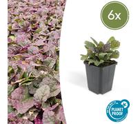 Couvre-sol - Gaillet rampant - Ajuga reptans 'Burgundy Glow' - Pot 9cm - Set de 6 plantes