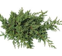 Couvre-sol Genévrier nain Juniperus procumbens Nana 15-20 cm résistant à l'hiver