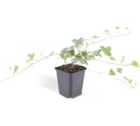 Couvre-sol - Lierre - Hedera helix 'Glacier' - Pot de 9cm - Set de 20 plantes