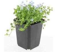 Couvre-sol - Lobelia blanc - Isotoma fluviatilis 'Alba' - Pot de 9cm - Set de 12 plantes