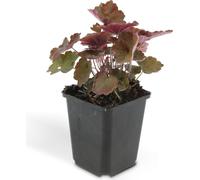 Couvre-sol - Luzule pourpre - Heuchera mic. 'Palace Purple' - Pot de 9cm - Set de 20 plantes