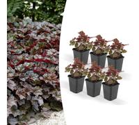 Couvre-sol - Luzule pourpre - Heuchera mic. 'Palace Purple' - Pot de 9cm - Set de 6 plantes