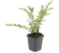 Couvre-sol - Myrte des talus - Lonicera pileata 'Purple Pearl' - Pot de 9cm - Set de 6 plantes