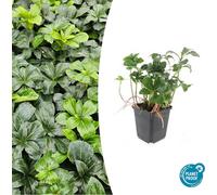 Couvre-sol - Ombrage - Pachysandra 'Green Sheen' - Pot de 9cm - Set de 12 plantes