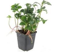 Couvre-sol - Ombrage - Pachysandra 'Green Sheen' - Pot de 9cm - Set de 6 plantes