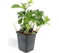 Couvre-sol - Ombrage - Pachysandra term. 'Green Carpet' - Pot 9cm - 12 Plantes