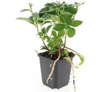 Couvre-sol - Ombrage - Pachysandra terminalis - Pot de 9cm - Set de 6 plantes
