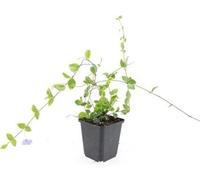 Couvre-sol - Pervenche à petites feuilles - Vinca minor 'Blue and Gold' - Pot de 9cm - Set de 60 plantes