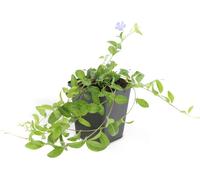 Couvre-sol - Pervenche à petites feuilles - Vinca minor 'La Grave' - Pot de 9cm - Set de 40 plantes