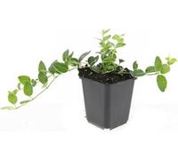Couvre-sol - Pervenche - Vinca minor 'Argenteovariegata' - Pot de 9cm - Set de 60 plantes