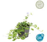 Couvre-sol - Petite pervenche - Vinca minor - Pot de 9cm - Set de 20 plantes