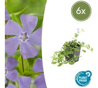 Couvre-sol - Petite pervenche - Vinca minor - Pot de 9cm - Set de 6 plantes