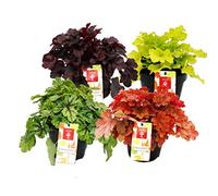 Couvre-sol rustique - Heuchera mix - Été indien - 8 grandes plantes - cloches violettes