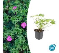 Couvre-sols - Bec-de-perroquet sanguin - Geranium sanguineum 'Tiny Monster' - pot de 9cm - Set de 20 plantes