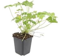 Couvre-sols - Geranium sanguineum 'Tiny Monster' - pot de 9cm - Set de 60 plantes